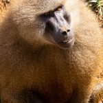 Nature Reserves - Monkey looking away.