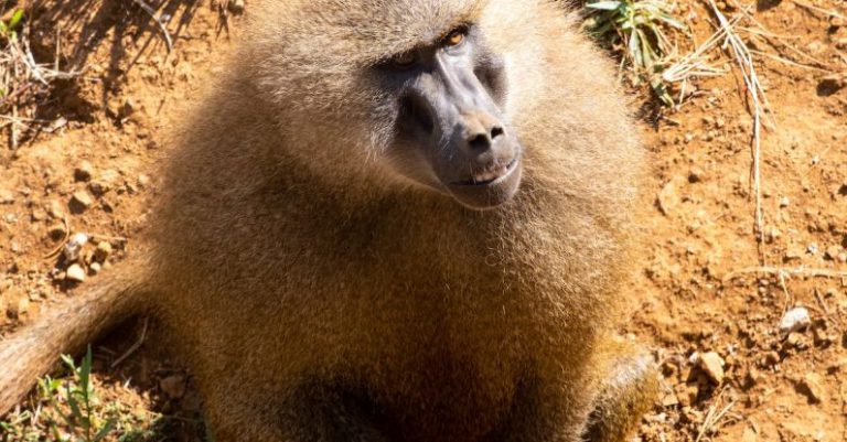 Nature Reserves - Monkey looking away.