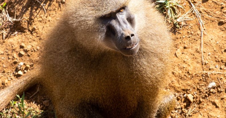 Nature Reserves - Monkey looking away.