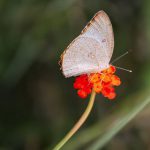 Hotspots - A butterfly is sitting on a flower